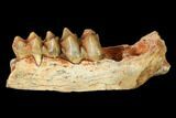 Eocene Ruminant (Lophiomeryx?) Jaw Section - France #155953-1